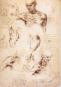 LEONARDO da Vinci The muscles of Thorax and shoulders in a lebnden person oil on canvas